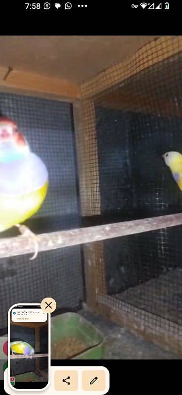 Yellow Gouldian breeder and ready to breed pairs for sell 9