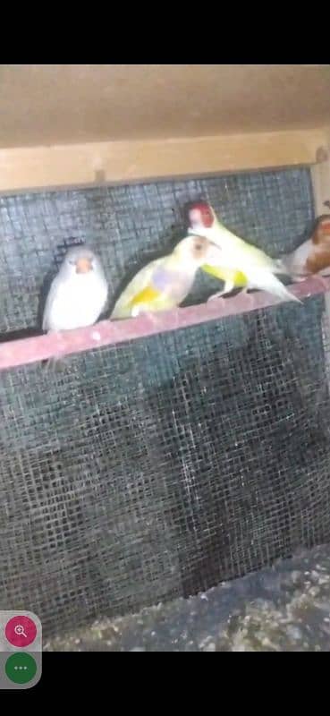 Yellow Gouldian breeder and ready to breed pairs for sell 10