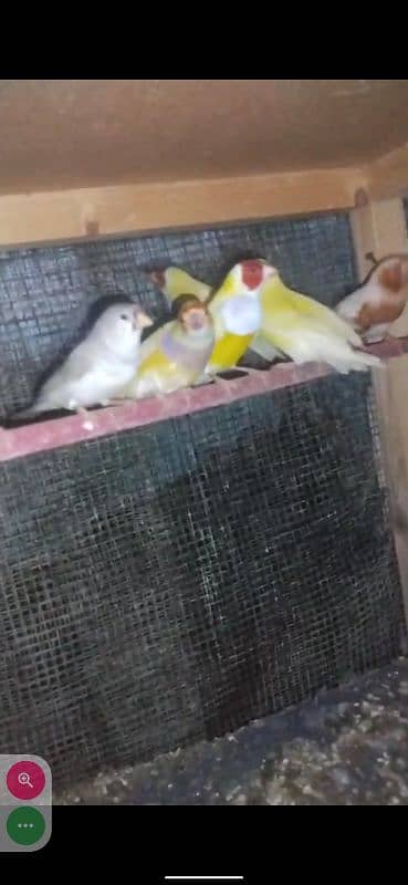 Yellow Gouldian breeder and ready to breed pairs for sell 11