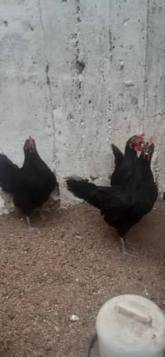 Australop (1 male 3 female) healthy + active