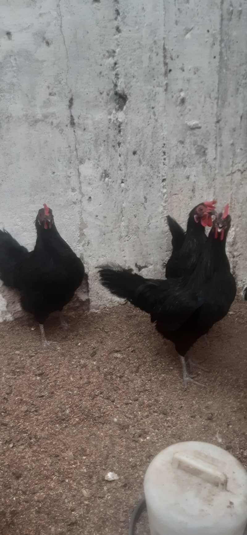 Australop (1 male 3 female) healthy + active 0