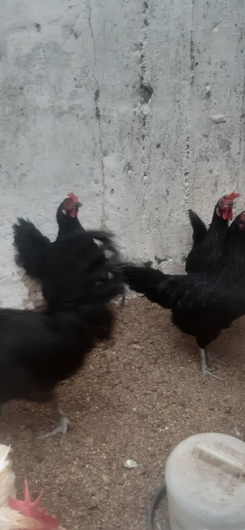 Australop (1 male 3 female) healthy + active 1