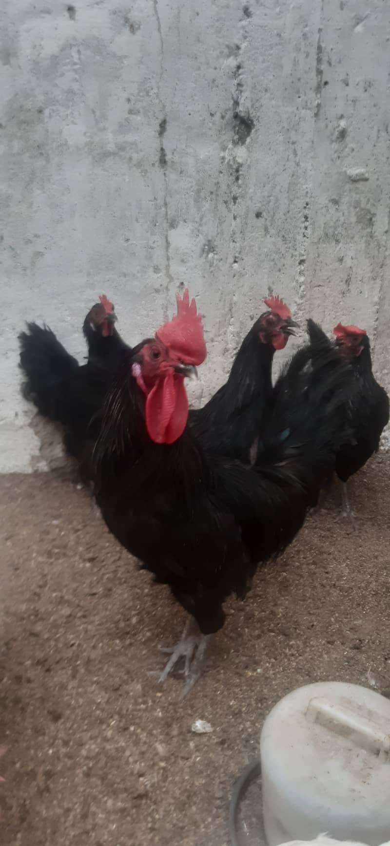 Australop (1 male 3 female) healthy + active 2