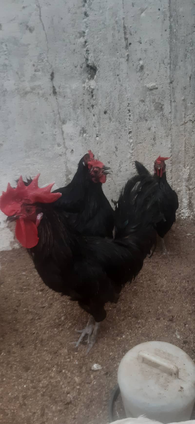 Australop (1 male 3 female) healthy + active 3