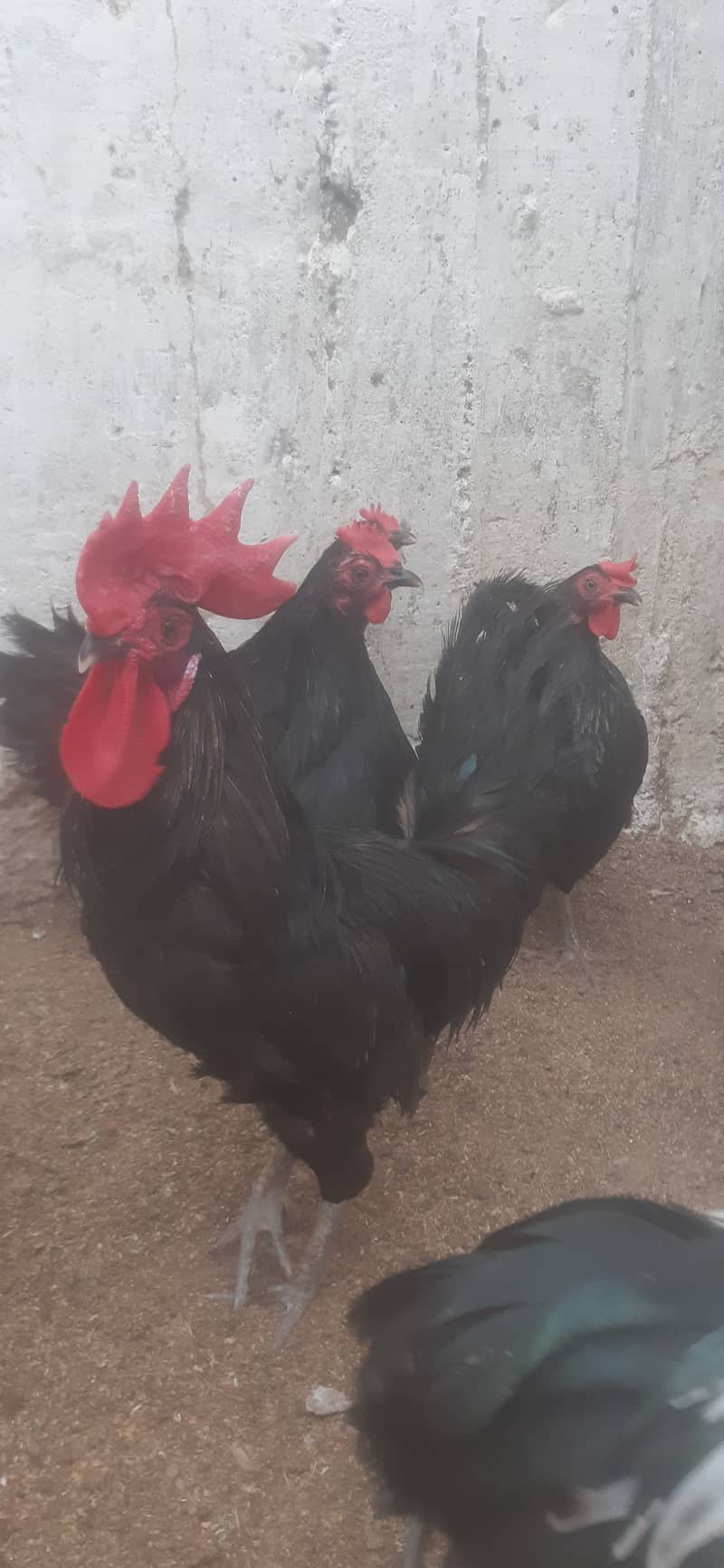 Australop (1 male 3 female) healthy + active 4