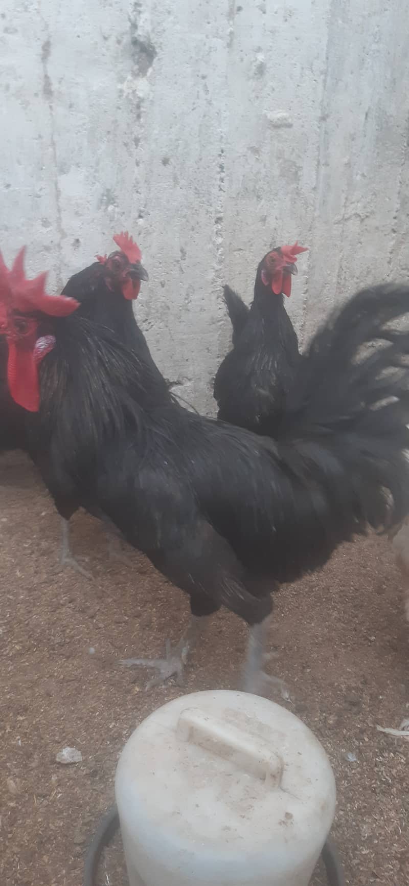 Australop (1 male 3 female) healthy + active 5