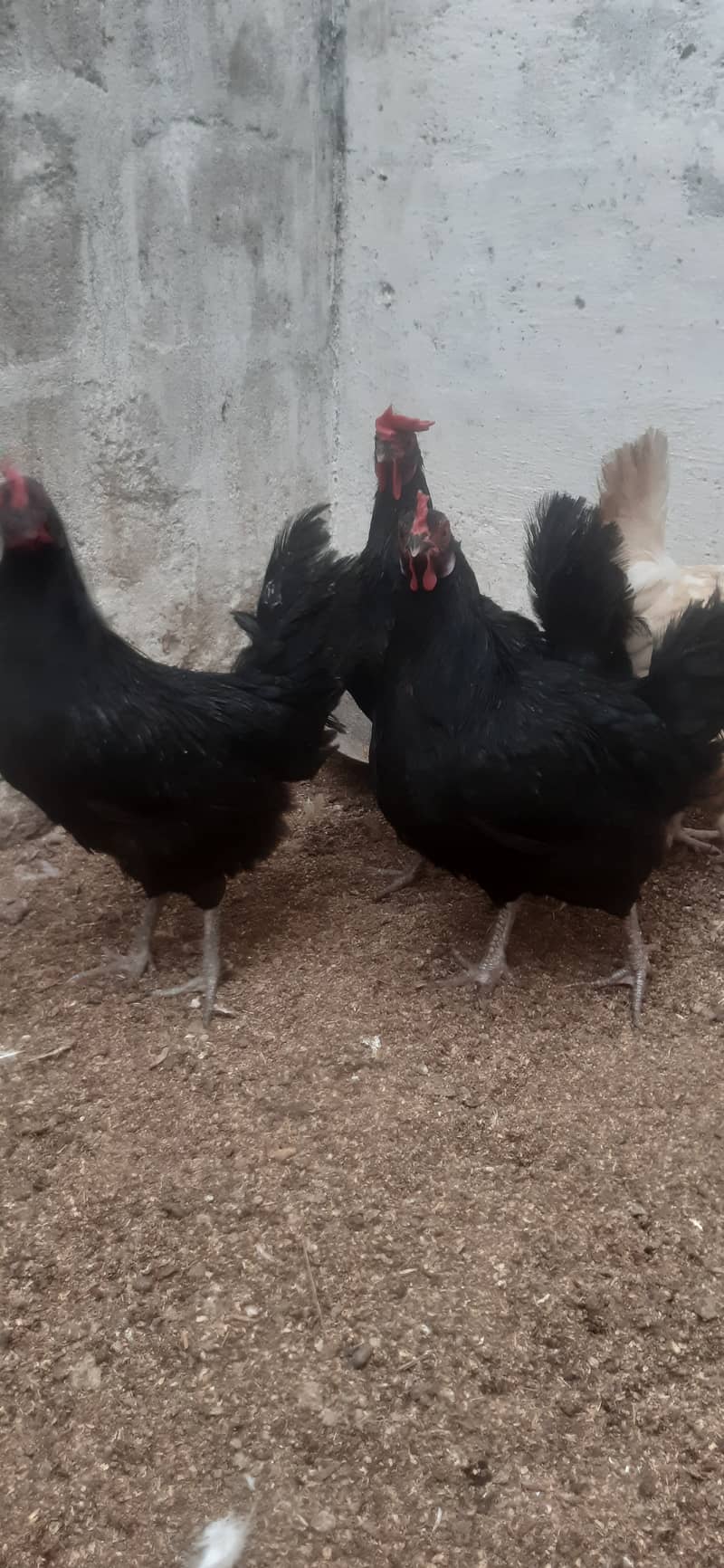 Australop (1 male 3 female) healthy + active 6