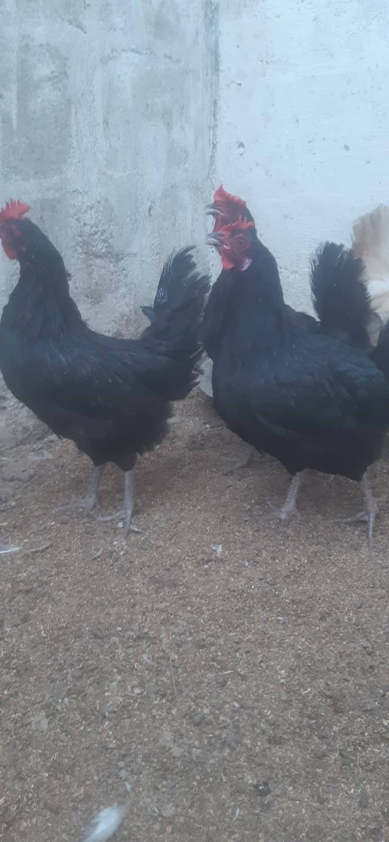 Australop (1 male 3 female) healthy + active 7