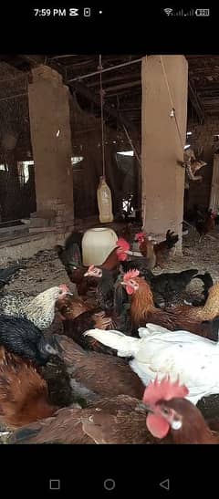 Desi hens and aseel hen for sale eggs lying