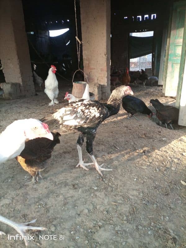 Desi hens and aseel hen for sale eggs lying 1