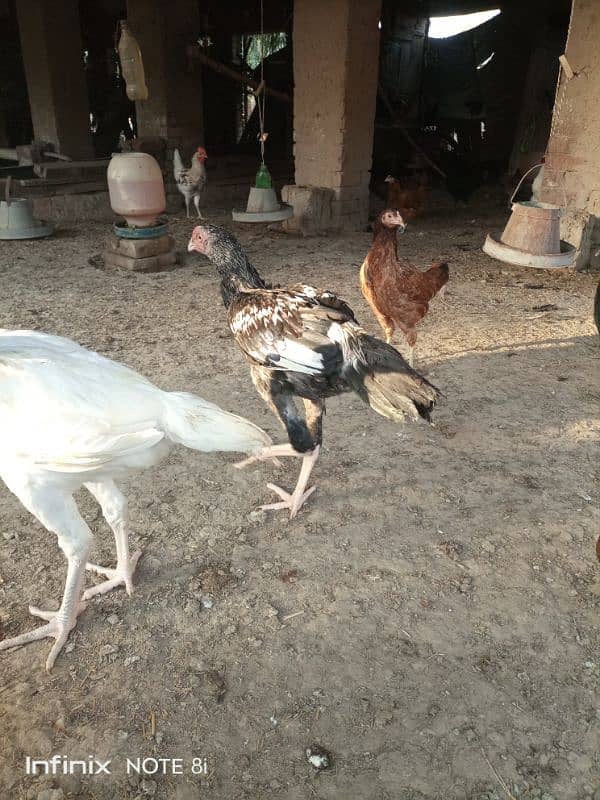 Desi hens and aseel hen for sale eggs lying 2