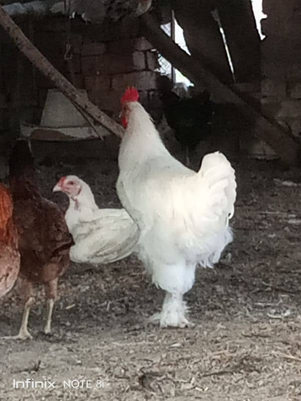 Desi hens and aseel hen for sale eggs lying 3