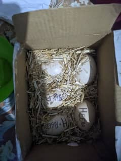 Heera eggs for sell in white nok nail phone number 0/317)011)2088)