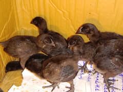 Ayam cemani black cross