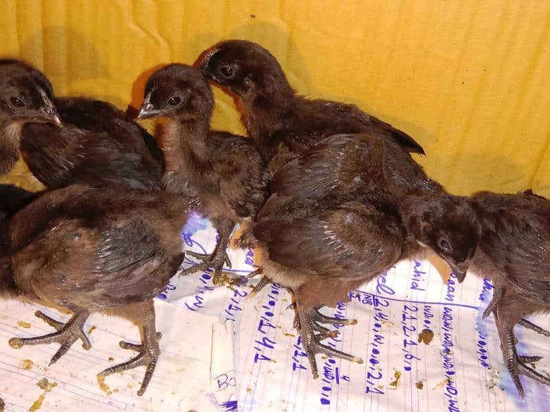 Ayam cemani black cross 2