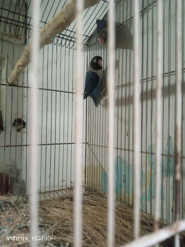 blue mask love bird 2