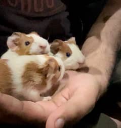 Guinea Pig babies Pair