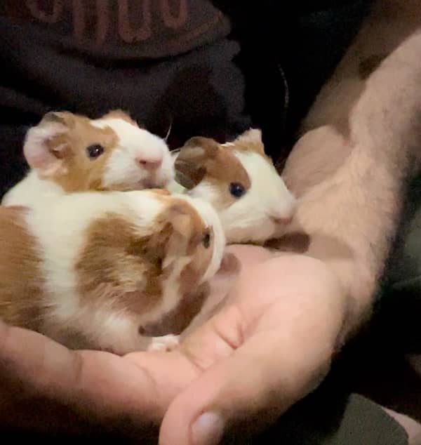 Guinea Pig babies Pair 0