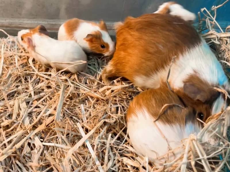 Guinea Pig babies Pair 1