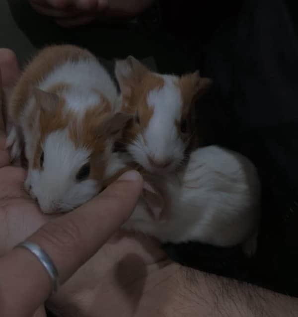 Guinea Pig babies Pair 2