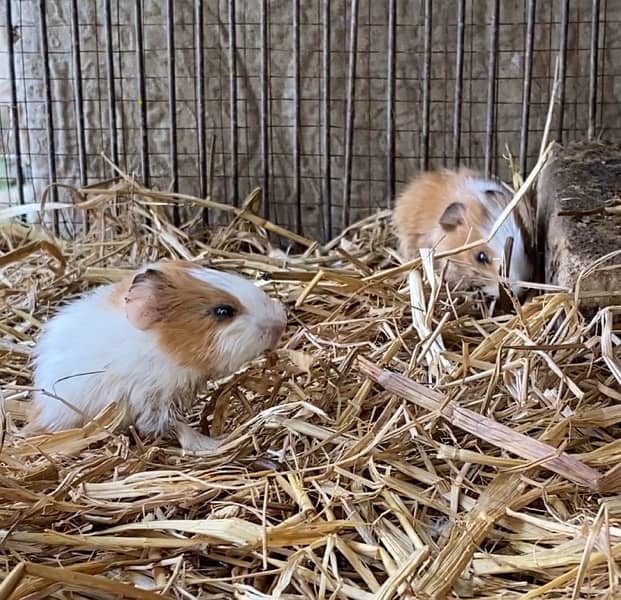 Guinea Pig babies Pair 3