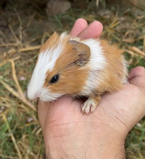 Guinea Pig babies Pair 4