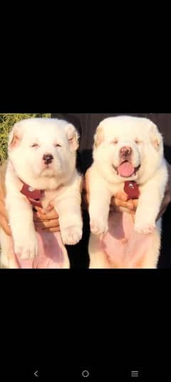 king alabai pair dog Male and female age 2month for sale