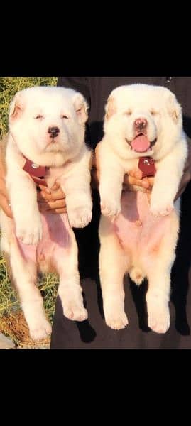 king alabai pair dog Male and female age 2month for sale 1