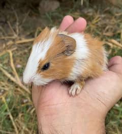 Guinea pig babies pair