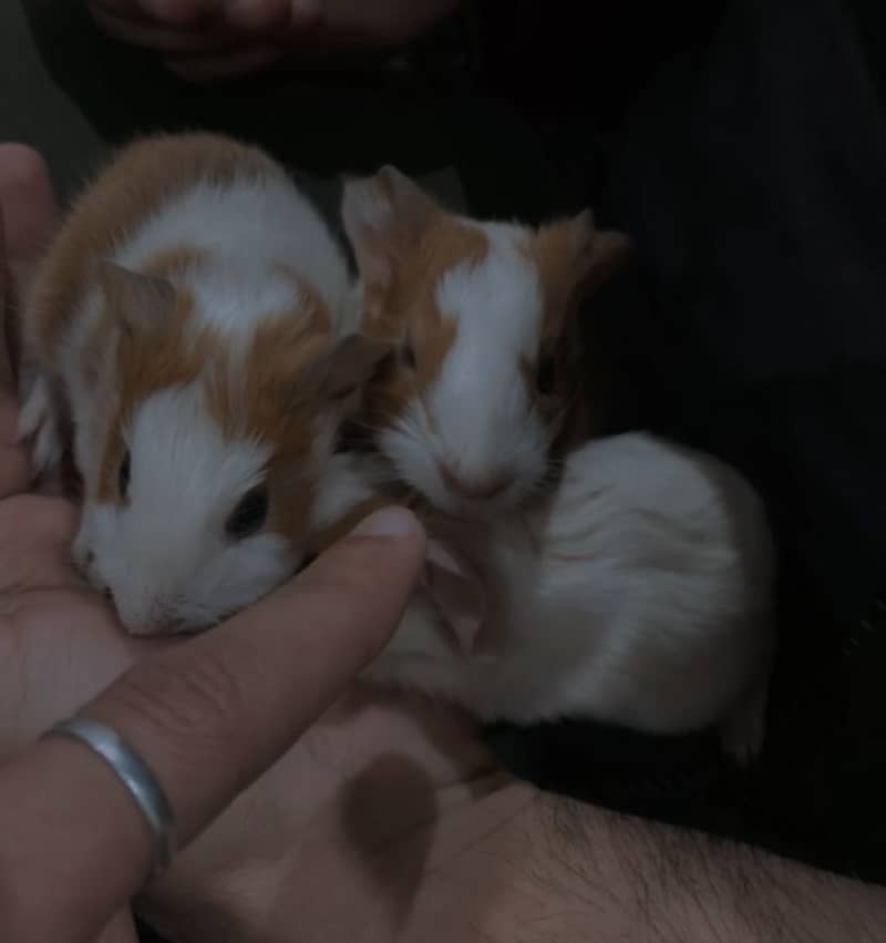 Guinea pig babies pair 2