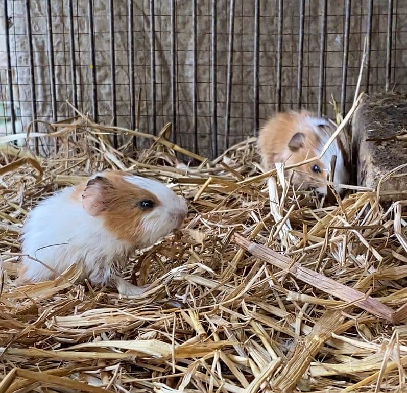 Guinea pig babies pair 4