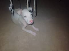 kohati gultair dog for sale pink nos ha