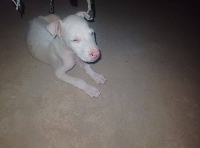 kohati gultair dog for sale pink nos ha 1