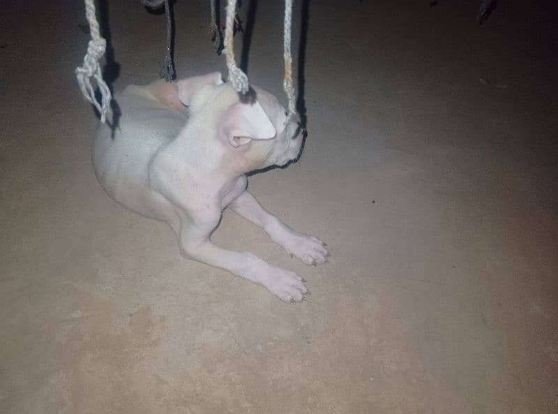 kohati gultair dog for sale pink nos ha 3