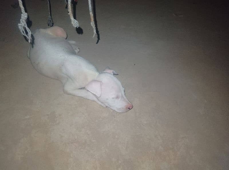 kohati gultair dog for sale pink nos ha 4