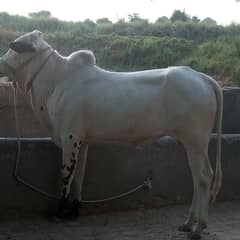 Fateh jangi Bull