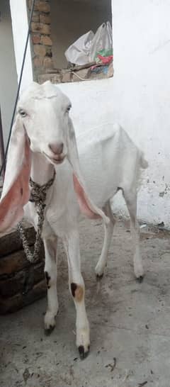 goat rajanpuri path /  bakri for sale