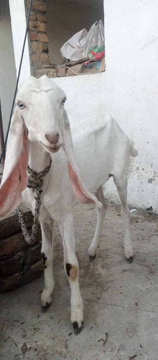 goat rajanpuri path /  bakri for sale 0