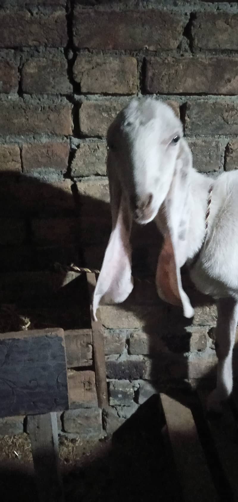 goat rajanpuri path /  bakri for sale 1