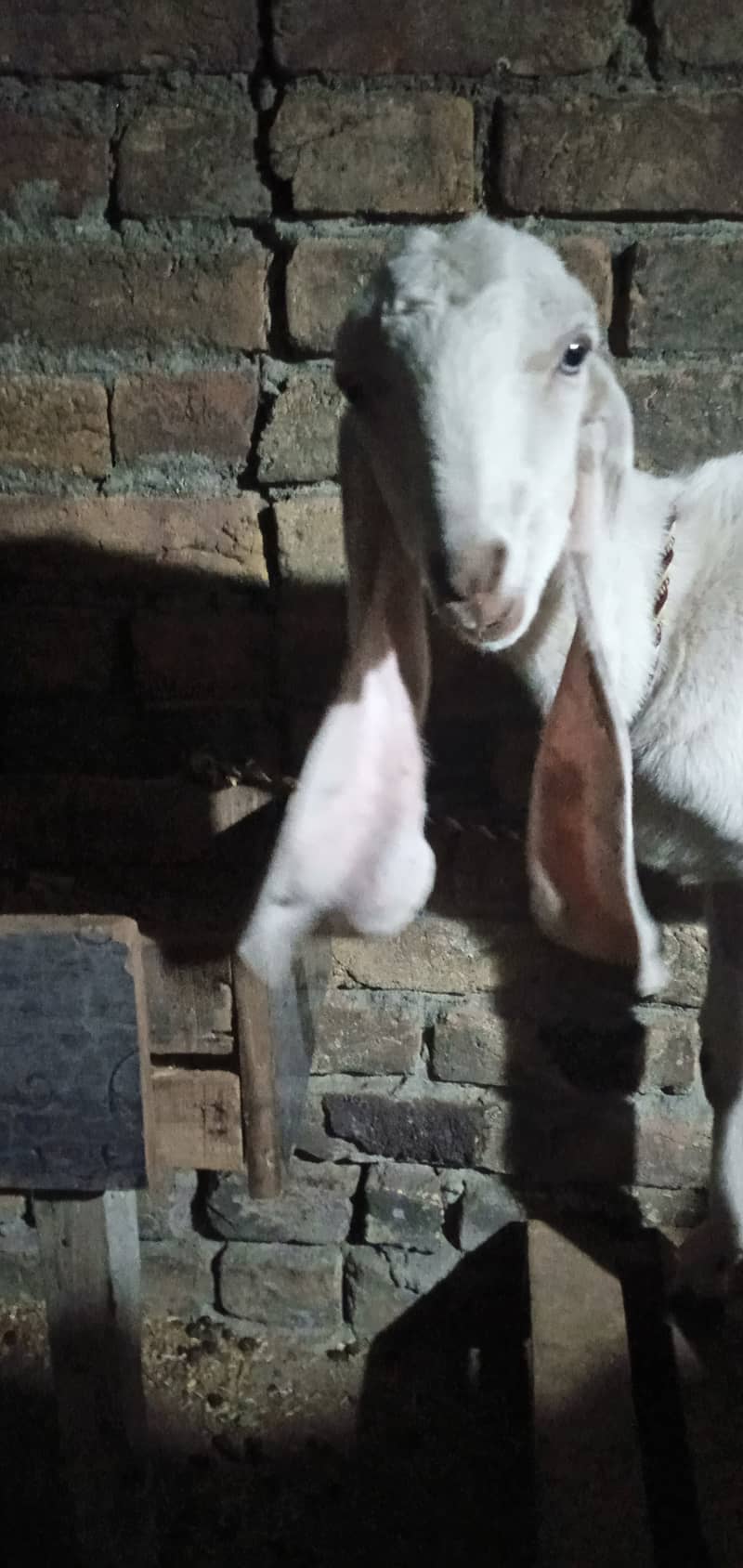 goat rajanpuri path /  bakri for sale 2