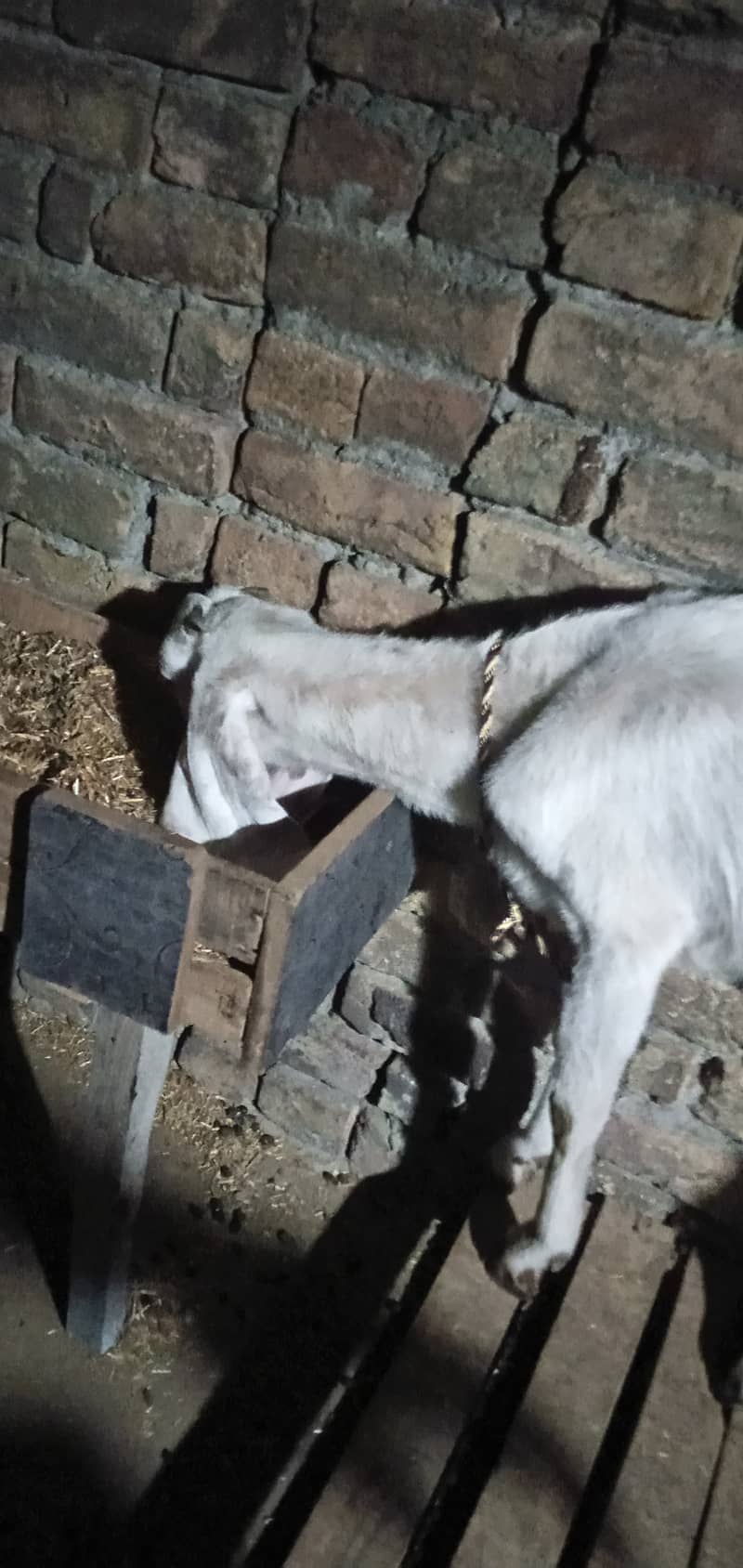 goat rajanpuri path /  bakri for sale 3