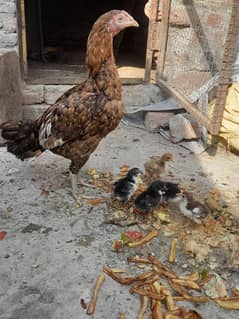 03125235884, pure Aseel hen with pure  Aseel 5 chicks 0