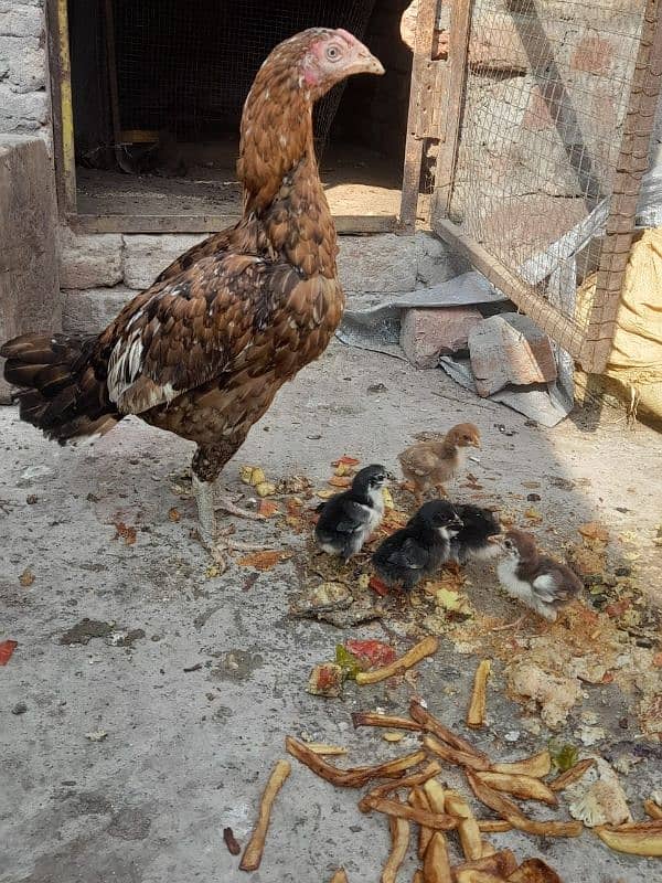 03125235884, pure Aseel hen with pure  Aseel 5 chicks 0