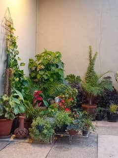 30 plants for sale