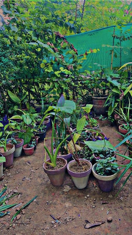 30 plants for sale 1