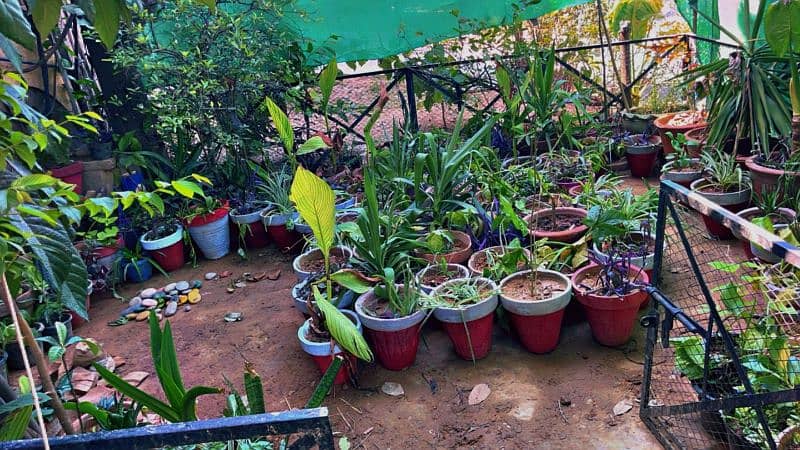 30 plants for sale 8