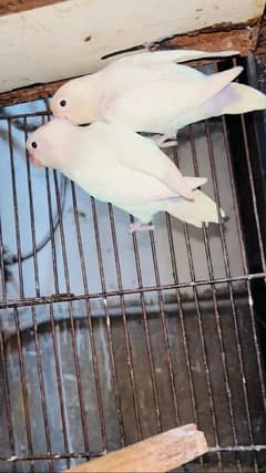 albino split ino breeder pair