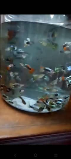 Guppies for sale 0