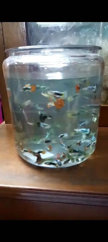 Guppies for sale 1