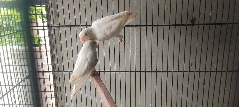 Albino Red Eyes Pair 5